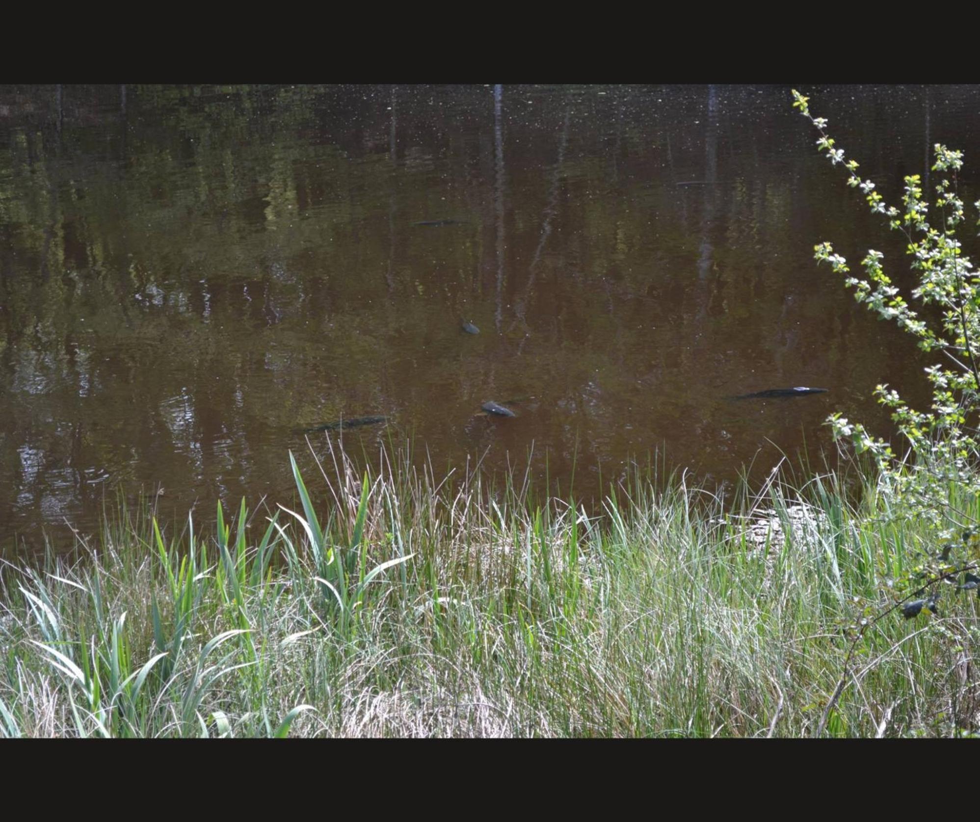 Cabane Limousine Au Bord D'Un Etang Bonnac-la-Cote Экстерьер фото